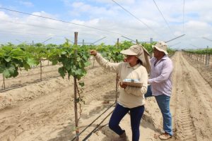 Agrovisión proyecta instalar 600 ha de uva de mesa en Olmos
