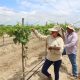Agrovisión proyecta instalar 600 ha de uva de mesa en Olmos