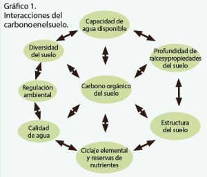 Es importante la calidad de las sustancias húmicas en la producción de arándano
