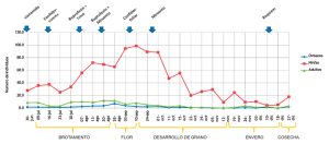 La más eficaz estrategia de control contra chanchito blanco