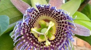 Hojas de granadilla, posible alternativa terapéutica contra la diabetes