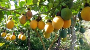 Producción de granadilla creció 33% por semillas certificadas