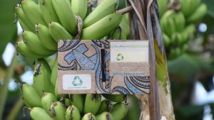 Elaboran billeteras y anotadores a partir de fibra de banano