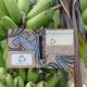 Elaboran billeteras y anotadores a partir de fibra de banano