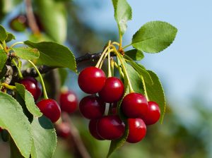 La carrera corta en la producción de cerezas de calidad