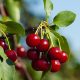 Producción de cerezas de Chile crecería 3% en la temporada 2021/2022