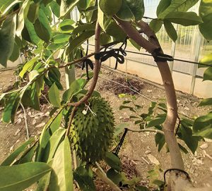 UACh recomienda uso de frutos de anonáceas como biopesticidas y biocombustibles