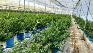 Arándano de Guatemala recibe permiso para exportar a Canadá