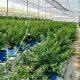Arándano de Guatemala recibe permiso para exportar a Canadá