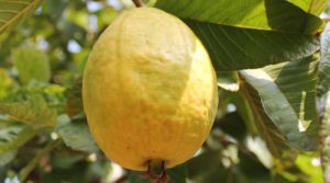 Ciclo de cosecha de guayaba colombiana se podría acortar de 6 a 7 meses en alturas más bajas
