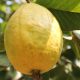 Ciclo de cosecha de guayaba colombiana se podría acortar de 6 a 7 meses en alturas más bajas