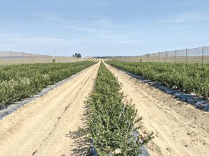 Arándanos peruanos, ante el reto y la gran oportunidad de seguir creciendo