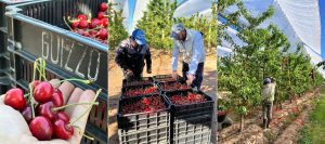 Cerezas producidas en Mendoza inician la temporada en Argentina y se adelantan a los productores de Ovalle