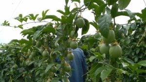 Universidad de Caldas, pionera en la exportación de gulupa desde Colombia