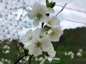 Harvista™ 1,3 SC completa el paquete de soluciones integradas para el cultivo de cerezo