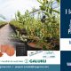 Revolucionando el cultivo de arándanos