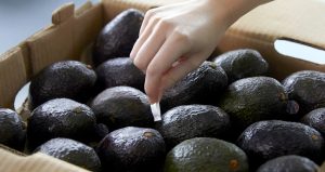 Llega a Colombia  la solución de poscosecha que permite extender la vida de anaquel útil de los aguacates