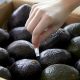 Llega a Colombia  la solución de poscosecha que permite extender la vida de anaquel útil de los aguacates