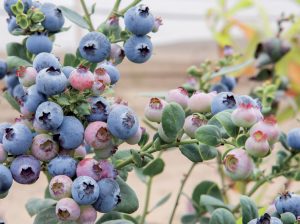 Potencial uso de hongos endófitos para control biológico en arándano
