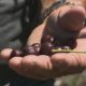 Productores de cereza del noroeste de EE.UU. confirman que ola de calor impactó el desarrollo de la fruta