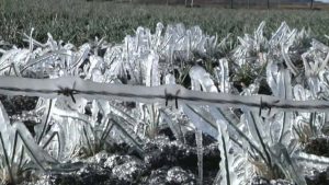 Productores del campo colombiano en alerta por riesgo de heladas