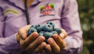 Hortifrut aumenta en 19% sus ingresos trimestrales gracias al dinamismo de su oferta de arándanos