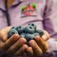 Hortifrut aumenta en 19% sus ingresos trimestrales gracias al dinamismo de su oferta de arándanos