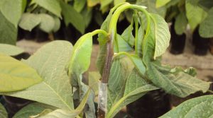 Hongos atacan plantas de aguacate desde la raíz en viveros