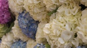 Rosas y hortensias colombianas podrán ser exportadas a Marruecos