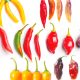 Identifican 5 variedades nativas de ajíes con buenas características para la gastronomía