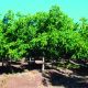 Fruticultura entre 1999 y 2019: mayor superficie plantada, desplazamiento de los cultivos y aumento de explotaciones de menor tamaño