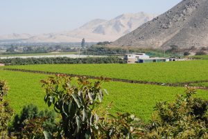 Los ciclos fenológicos de la vid en Ica se acortarán hasta 10 días en los próximos 15 años