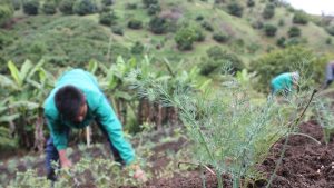 Heladas: recomendaciones para reducir riesgos en el campo colombiano