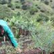 Heladas: recomendaciones para reducir riesgos en el campo colombiano