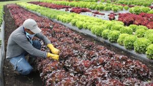 ICA advierte que aumentaría la incidencia de plagas por temporada de lluvias