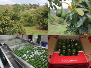 China aprueba nuevas áreas de producción de aguacate Hass en Colombia