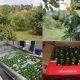China aprueba nuevas áreas de producción de aguacate Hass en Colombia