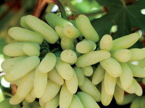 “Los productores necesitan la mayor cantidad de información disponible al momento de plantar una variedad nueva”