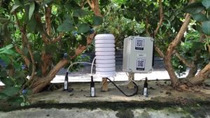 España: monitorean invernaderos de arándanos con la ayuda de IoT