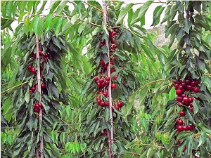Nuevos desafíos técnicos de la cereza en Chile