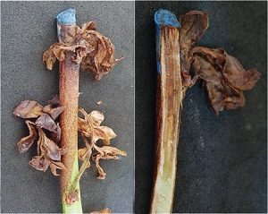 Plena Global venderá y producirá cannabis medicinal en Perú