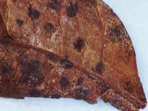 Estrategias para el control de mancha grasienta  en mandarina