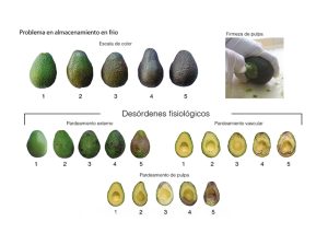 El manejo de precosecha y su efecto en el comportamiento del palto Hass