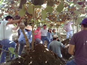 AGQ Agronomía en GTT Kiwi de C. Abud y Cia Ltda.