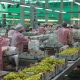 Universidad de Chile lanza diplomado internacional 100% virtual en manejo de postcosecha de frutas y hortalizas