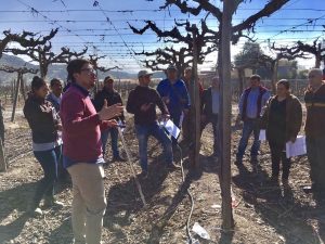 Acercando tecnologías de manejo nutricional a productores de Uvas de Mesa del Valle de Aconcagua.