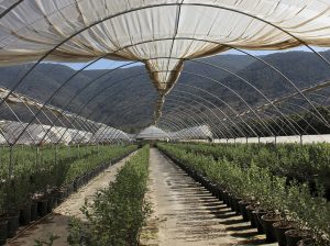 El reto de repartir 10.000 toneladas semanales sin generar colapsos en los mercados