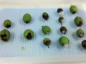 En vías de crear una gestión de sanidad vegetal propia