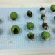 En vías de crear una gestión de sanidad vegetal propia