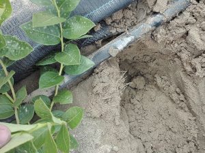 Arándanos: manejo de suelo y activación metabólica